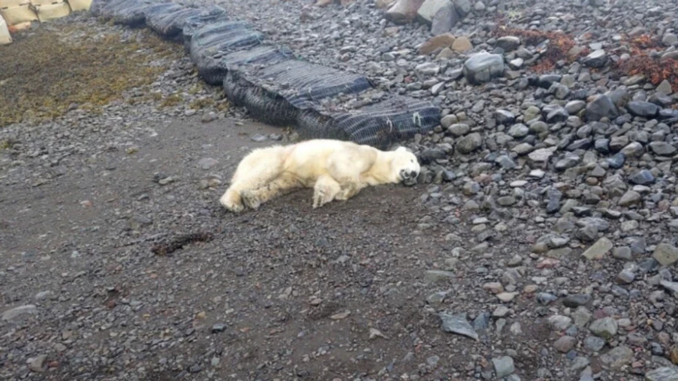 Polar Bear